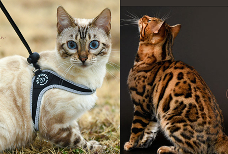 bengal kittens for sale near me
